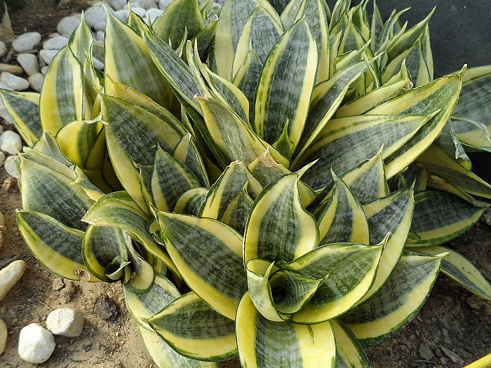 Snake Plant - Perfect Houselant