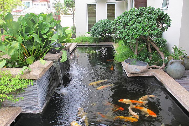 The Water Garden – Care & Feeding of Pond Fish