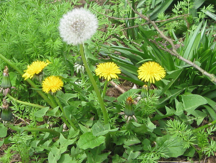 Vegetable Garden - Planning, Designing and Growing