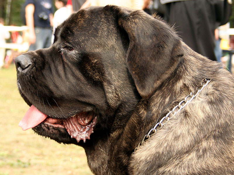 10 Most Laid-Back Dog Breeds