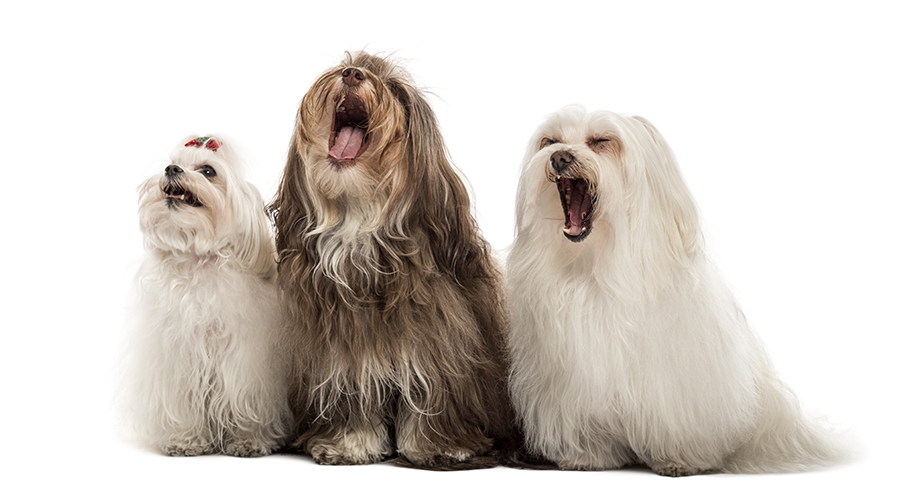 Dogs - How to Stop Excessive Barking