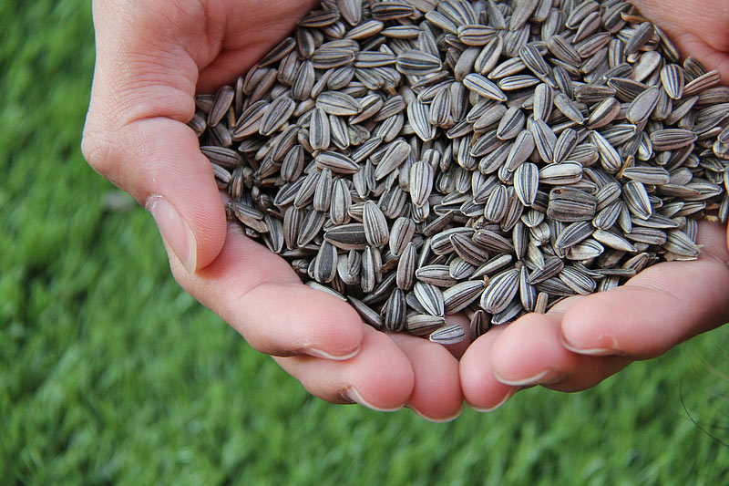 Add To Your Diet this Superfood Seeds