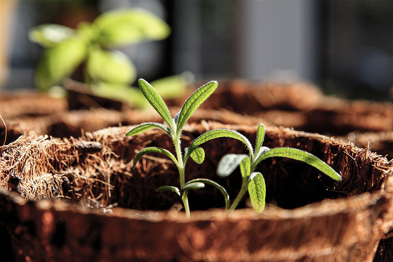 Rosemary Herb - Growing Guide