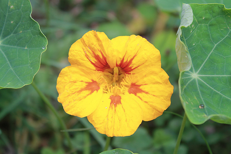 Edible Flowers - Flowers You can Eat