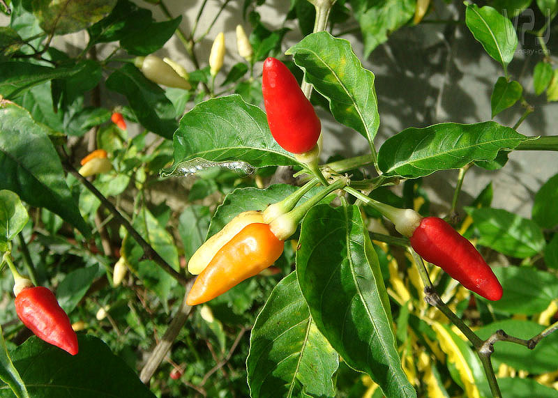 Growing Chili Peppers From Seed