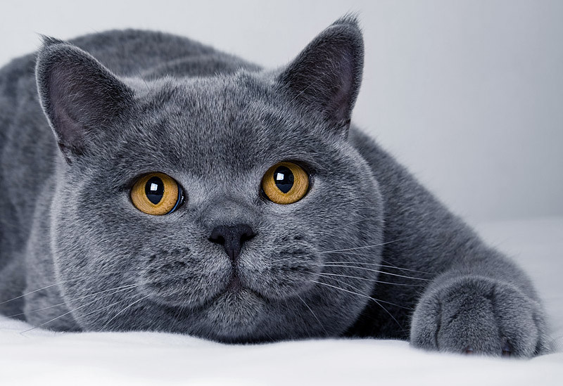 British Shorthair Cat - Breed Info