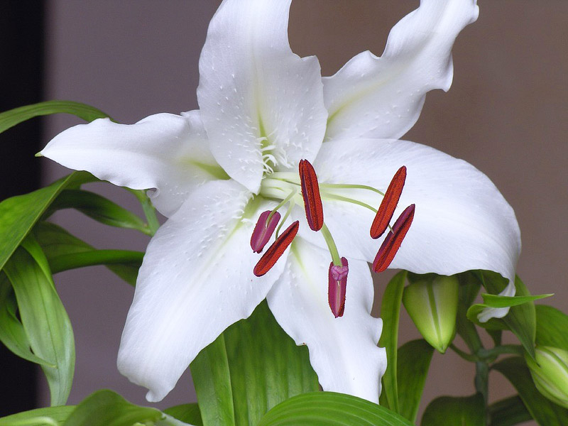 Casablanca Lilies - Growing Guide