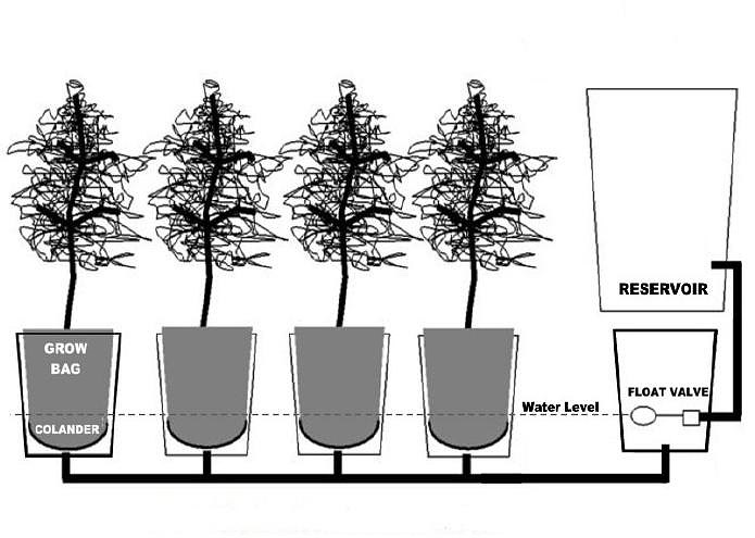 DIY - Self Watering Tomato Buckets