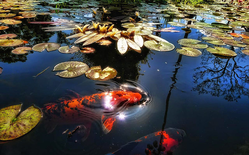 The Water Garden - Care & Feeding of Pond Fish