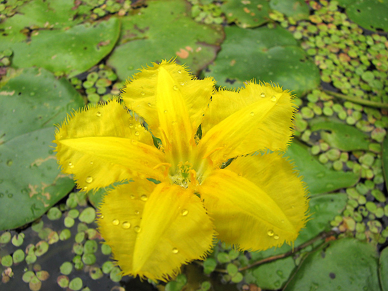 Selecting Water Garden Plants