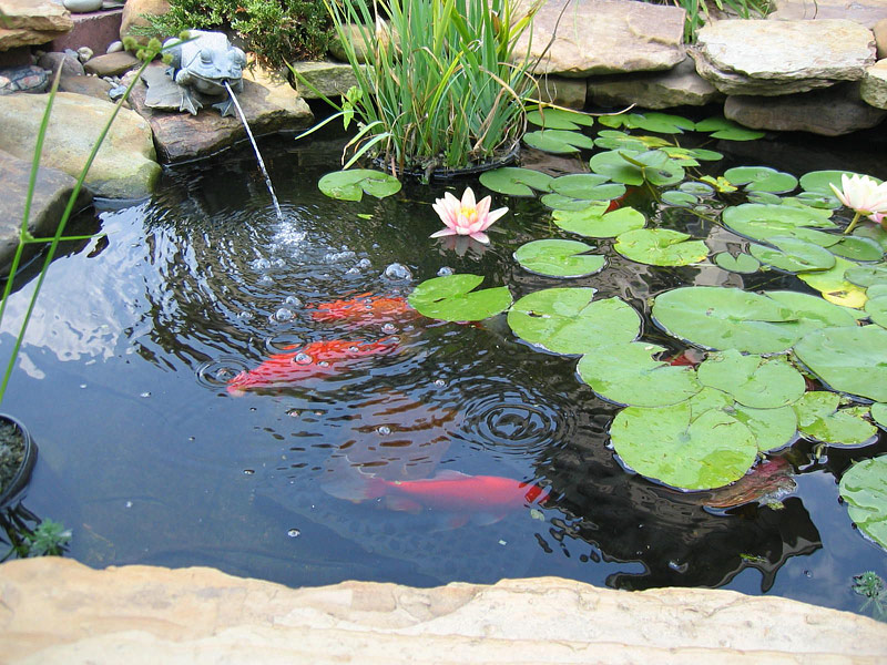 The Water Garden - Care & Feeding of Pond Fish