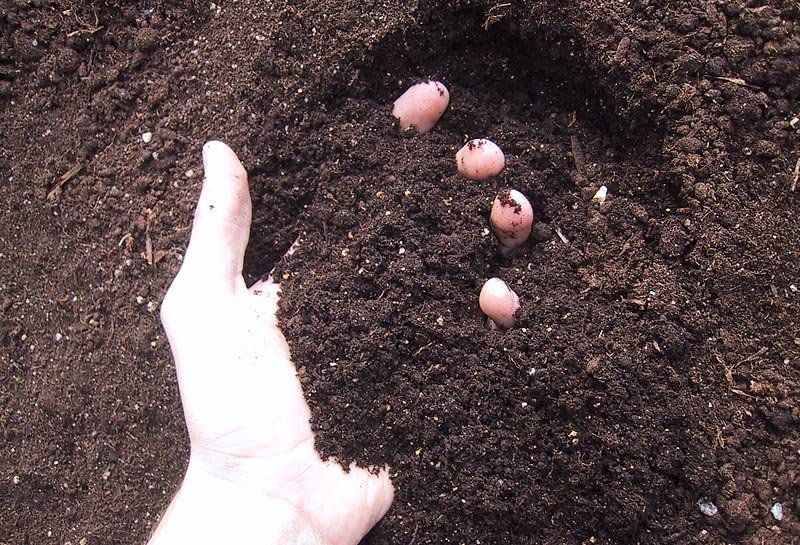 Transplanting Tips for a Successful Garden