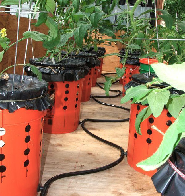 DIY - Self Watering Tomato Buckets