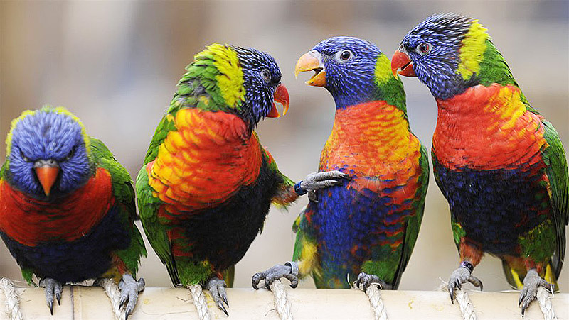 Australian Lorikeets - Informations