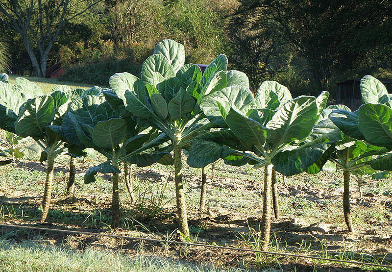 Collards - Growing Guide