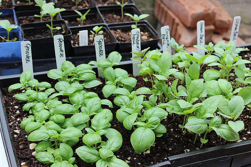 How To Grow Basil Bush Like a Pro