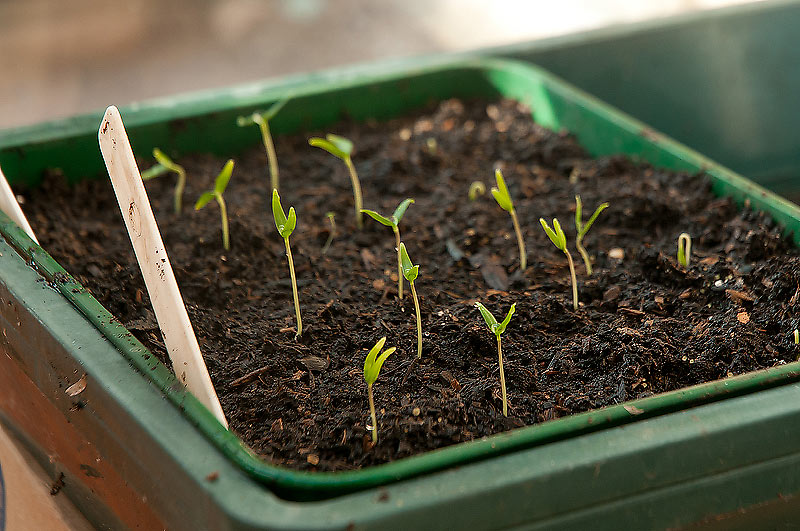 Growing Chili Peppers From Seed