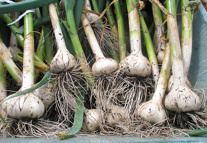 Garlic - Growing Guide 