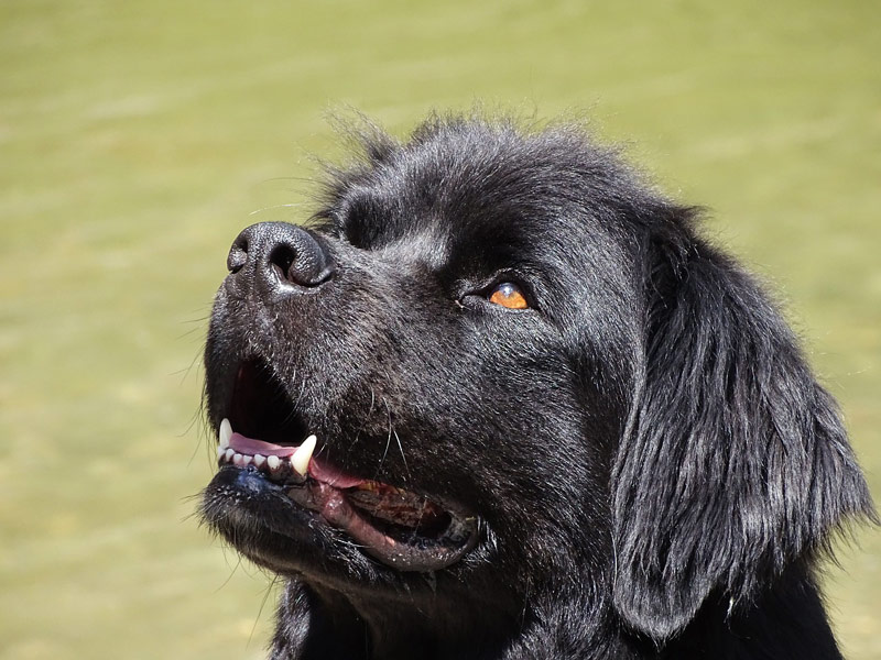 Newfoundland Dogs - Breed Info