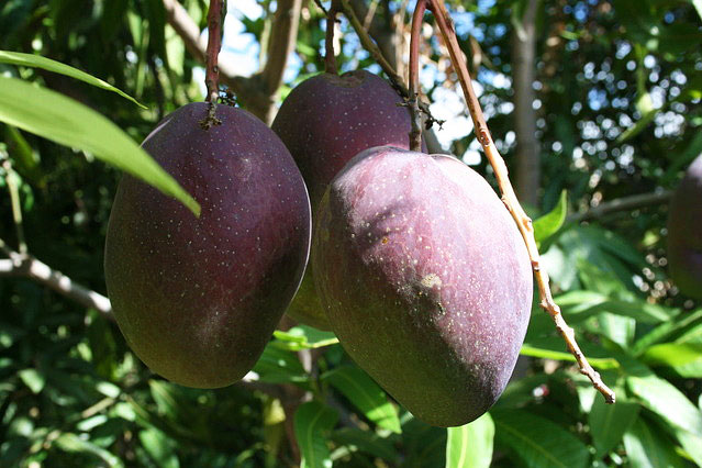 Mango: "King of Fruits"