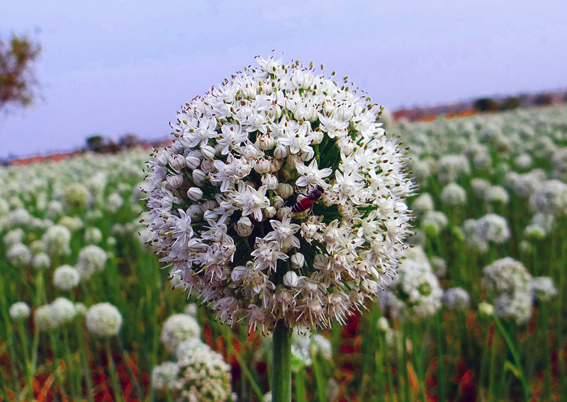 How To Grow Scallions