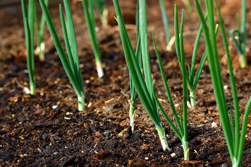 February Gardening Tips - What to Plant in February