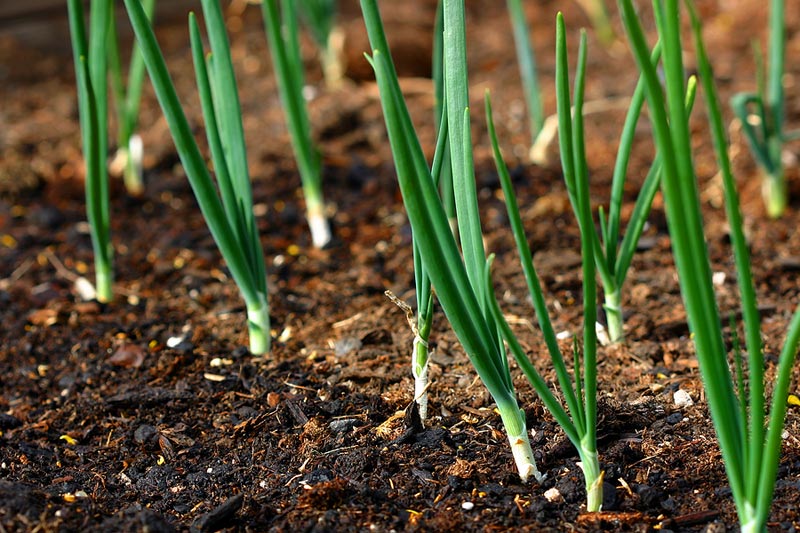 How To Grow Scallions