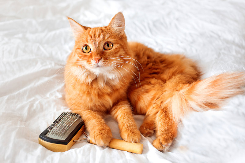 How to Brush Your Cat