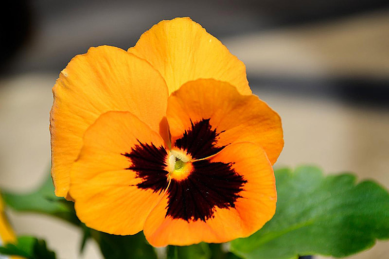 Edible Flowers - Flowers You can Eat