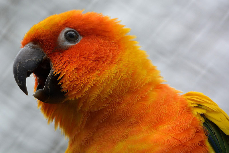 How to Have Happy Parrot