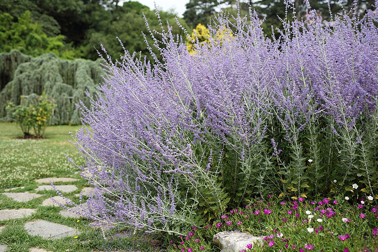 15 Deer-Resistant Plants