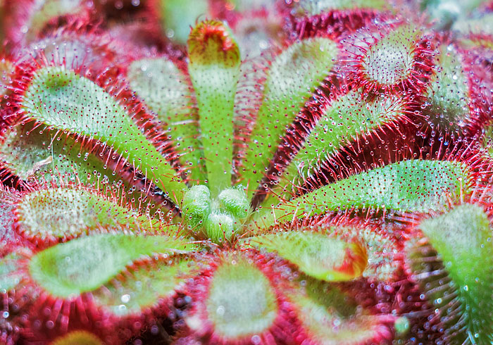 About Carnivorous Plants