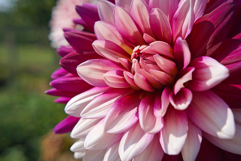 Guide To Growing Gorgeous Dahlias