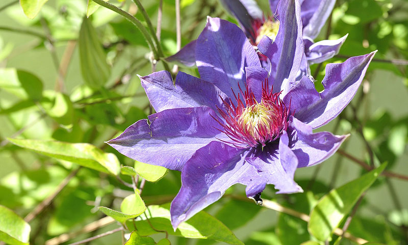 Myths About Clematis