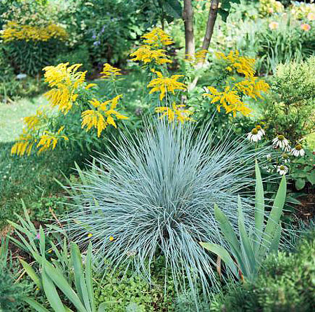 How to Grow Ornamental Grass