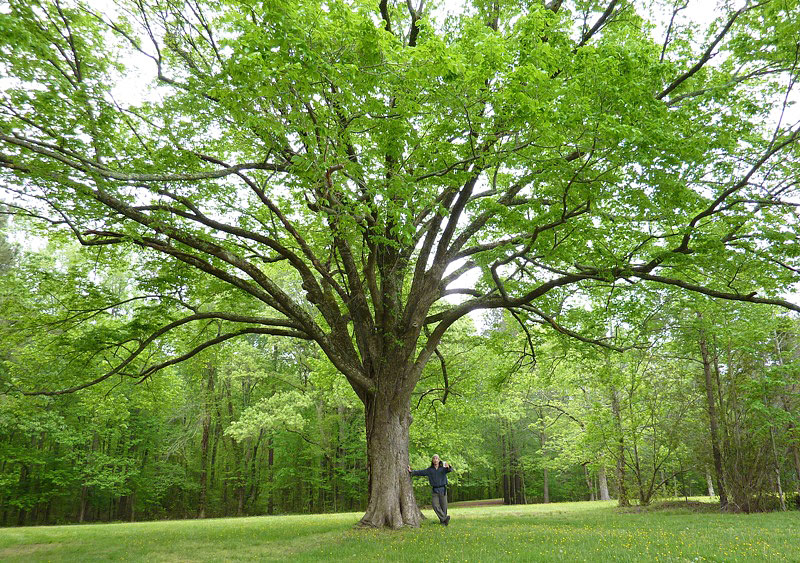 Tree Roots: Facts and Protection Tips