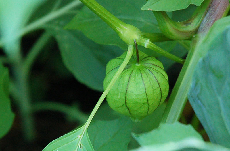 Tomatillos - Growing Guide