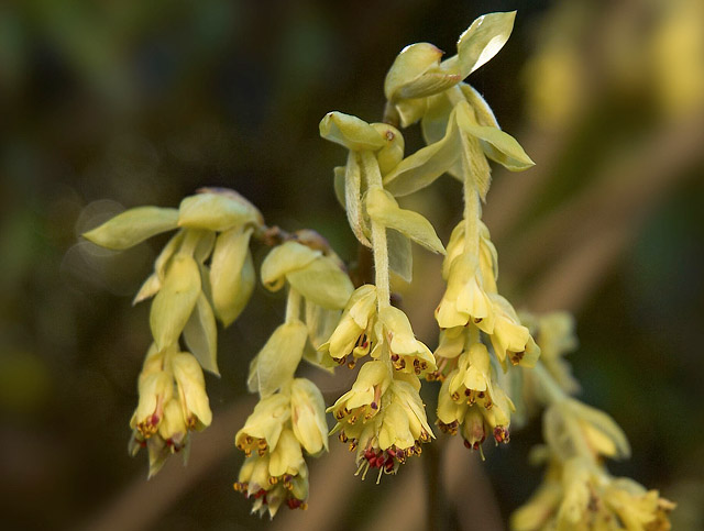 Plants That Add Structure to Shady Garden Beds