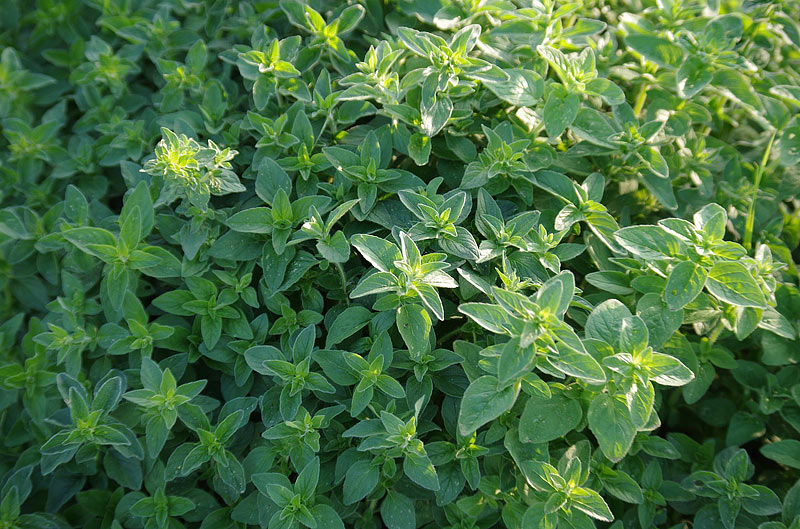 Oregano - Growing Guide