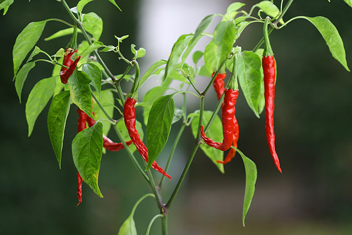 Growing Chili Peppers From Seed