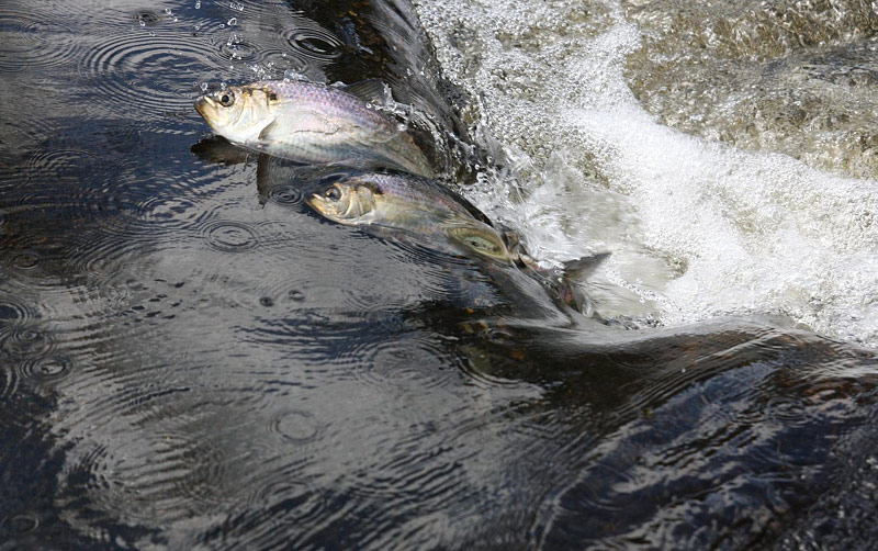 Shad - Fish That Made America Great