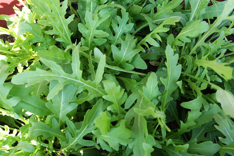 Arugula - Taste of Mediterranean