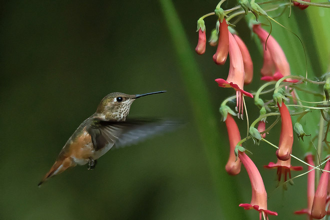 Attracting Hummingbirds to Your Garden 