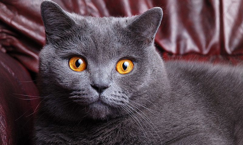 British Shorthair Cat - Breed Info