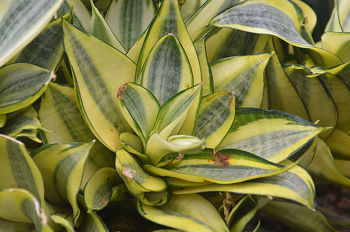 Snake Plant - Perfect Houselant