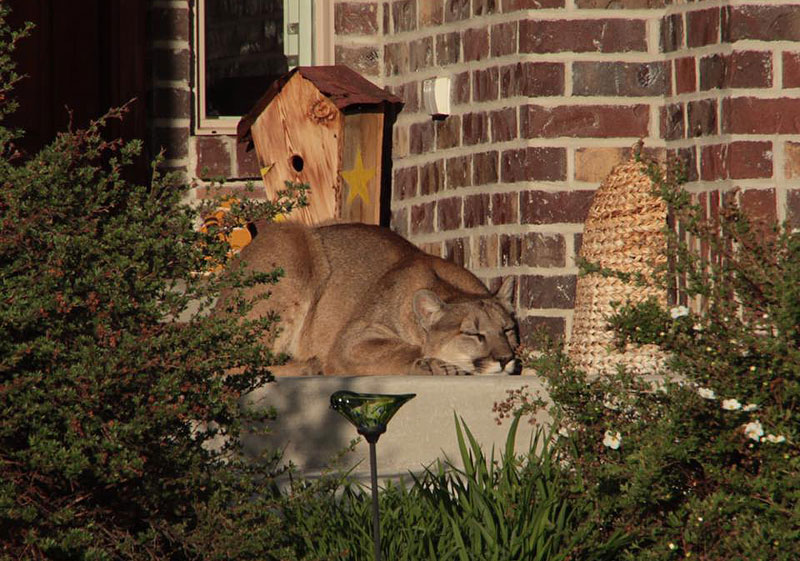 Mountain Lion Found Napping on Front Porch