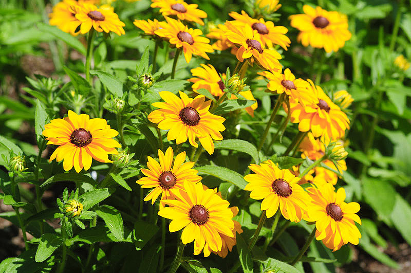 Black-eyed Susans - Growing Guide