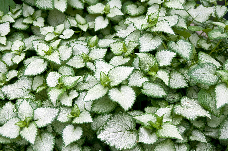 Dead Nettle - Growing Guide