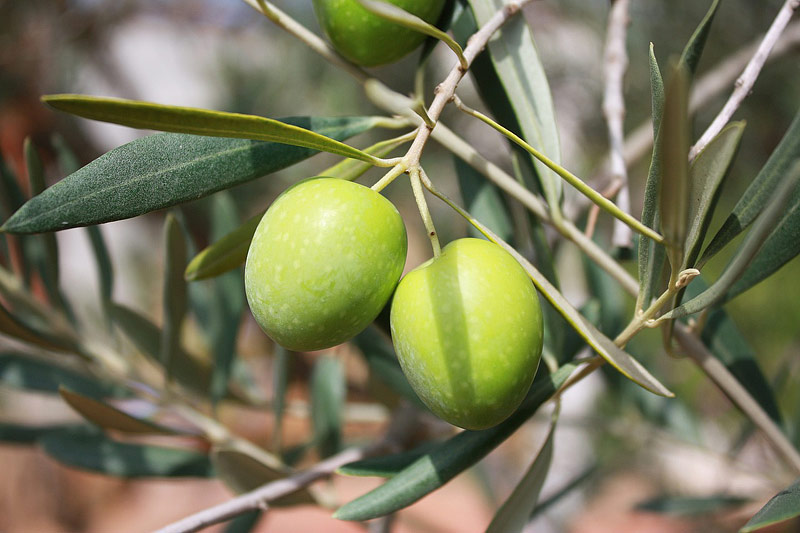 Health Benefits of Olives