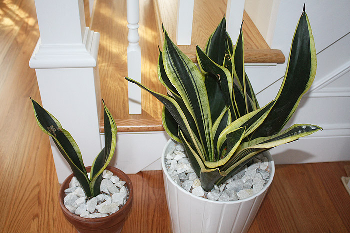 Snake Plant - Perfect Houselant